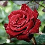 ������ ������� ���� ����